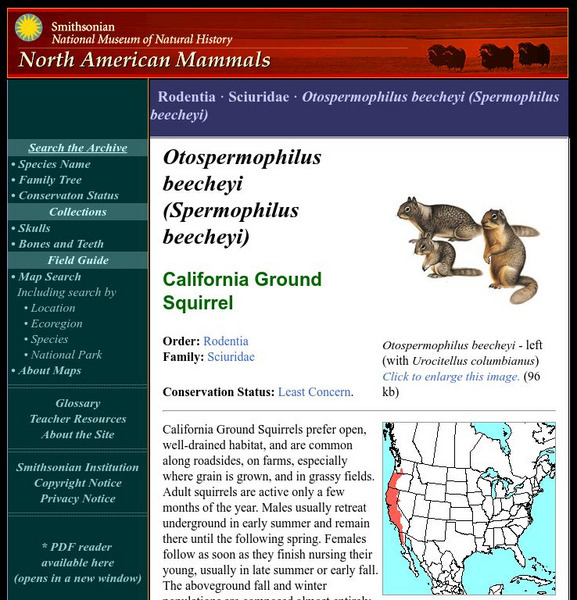 National Museum of Natural History: American Mammals: California Ground Squirrel Handout National Museum of Natural History: American Mammals: California Ground Squirrel Handout