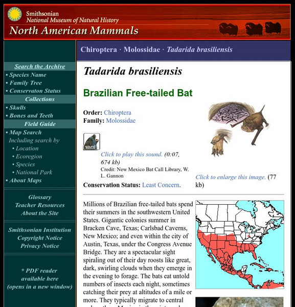 National Museum of Natural History: American Mammals: Brazilian Free Tailed Bat Handout National Museum of Natural History: American Mammals: Brazilian Free Tailed Bat Handout