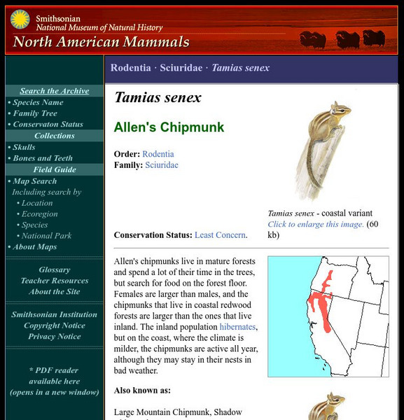 National Museum of Natural History: American Mammals: Allen's Chipmunk Handout National Museum of Natural History: American Mammals: Allen's Chipmunk Handout