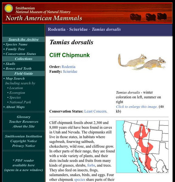 National Museum of Natural History: American Mammals: Cliff Chipmunk Handout National Museum of Natural History: American Mammals: Cliff Chipmunk Handout