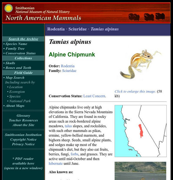 National Museum of Natural History: American Mammals: Alpine Chipmunk Handout National Museum of Natural History: American Mammals: Alpine Chipmunk Handout