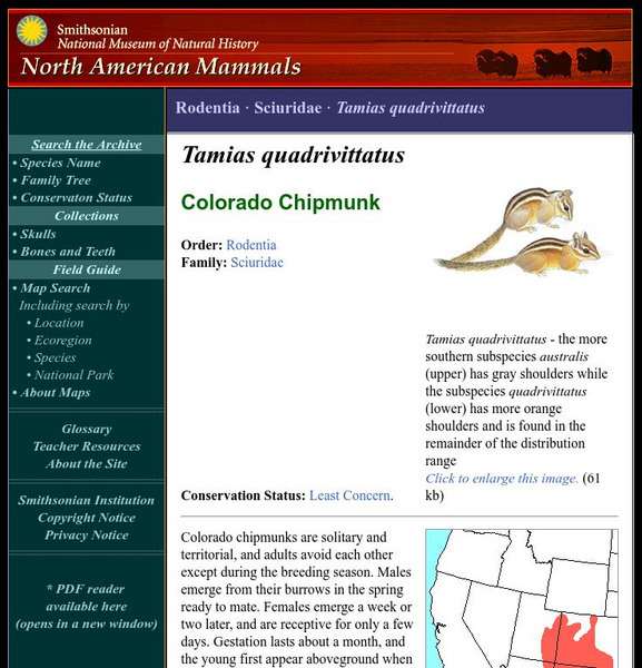 National Museum of Natural History: American Mammals: Colorado Chipmunk Handout National Museum of Natural History: American Mammals: Colorado Chipmunk Handout