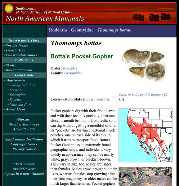 National Museum of Natural History: American Mammals: Botta's Pocket Gopher Handout National Museum of Natural History: American Mammals: Botta's Pocket Gopher Handout