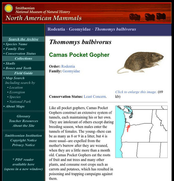 National Museum of Natural History: American Mammals: Camas Pocket Gopher Handout National Museum of Natural History: American Mammals: Camas Pocket Gopher Handout