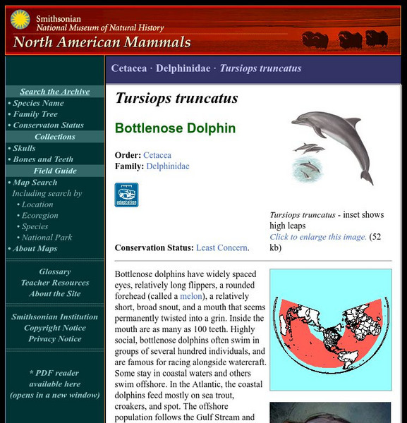 National Museum of Natural History: American Mammals: Bottlenose Dolphin Handout National Museum of Natural History: American Mammals: Bottlenose Dolphin Handout