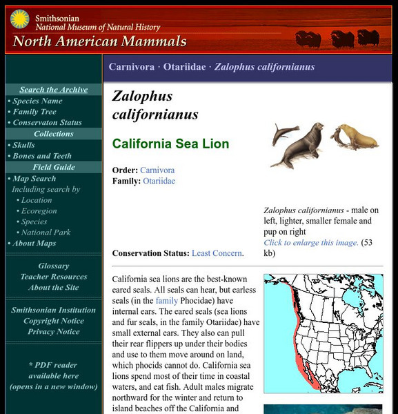 National Museum of Natural History: American Mammals: California Sea Lion Handout National Museum of Natural History: American Mammals: California Sea Lion Handout