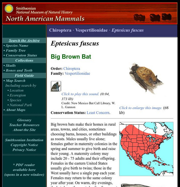 National Museum of Natural History: American Mammals: Big Brown Bat Handout National Museum of Natural History: American Mammals: Big Brown Bat Handout