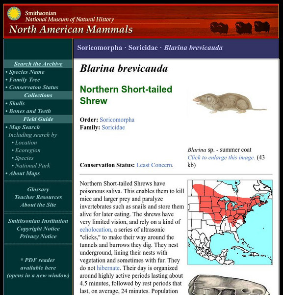 National Museum of Natural History: American Mammals: Northern Short Tailed Shrew Handout National Museum of Natural History: American Mammals: Northern Short Tailed Shrew Handout