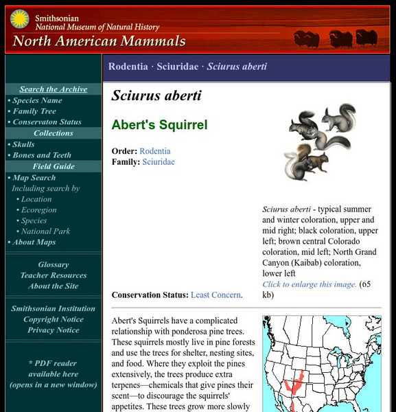 National Museum of Natural History: American Mammals: Abert's Squirrel Handout National Museum of Natural History: American Mammals: Abert's Squirrel Handout