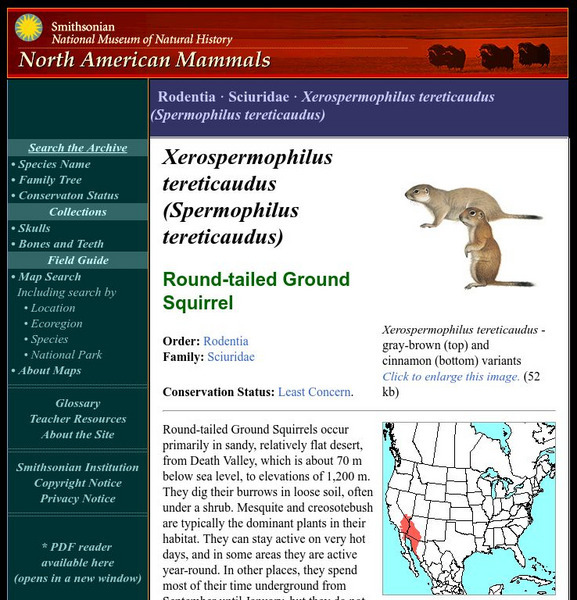 National Museum of Natural History: American Mammals: Round Tailed Ground Squirrel Handout National Museum of Natural History: American Mammals: Round Tailed Ground Squirrel Handout