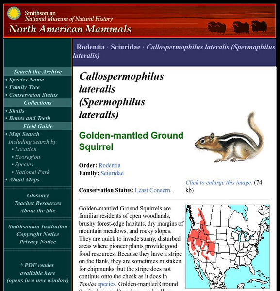 National Museum of Natural History: American Mammals: Golden Mantled Ground Squirrel Handout National Museum of Natural History: American Mammals: Golden Mantled Ground Squirrel Handout