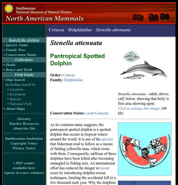 National Museum of Natural History: American Mammals: Pantropical Spotted Dolphin Handout National Museum of Natural History: American Mammals: Pantropical Spotted Dolphin Handout