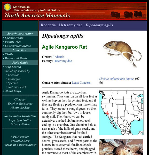 National Museum of Natural History: American Mammals: Agile Kangaroo Rat Handout National Museum of Natural History: American Mammals: Agile Kangaroo Rat Handout