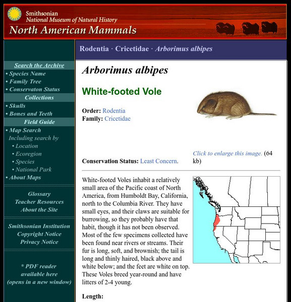 National Museum of Natural History: American Mammals: White Footed Vole Handout National Museum of Natural History: American Mammals: White Footed Vole Handout