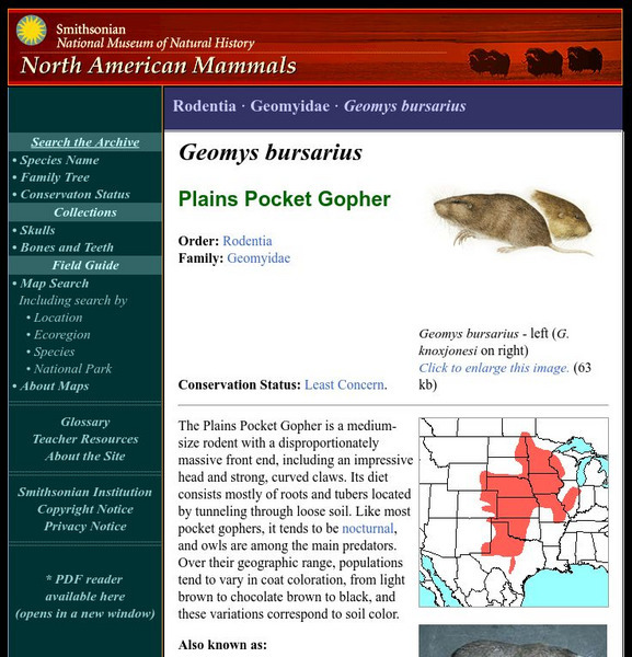 National Museum of Natural History: American Mammals: Plains Pocket Gopher Handout National Museum of Natural History: American Mammals: Plains Pocket Gopher Handout