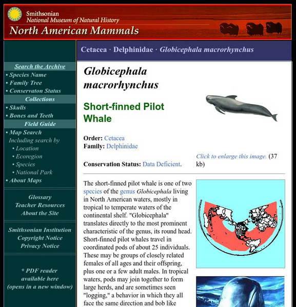 National Museum of Natural History: American Mammals: Short Finned Pilot Whale Handout National Museum of Natural History: American Mammals: Short Finned Pilot Whale Handout