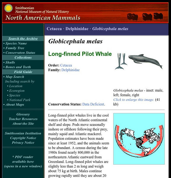 National Museum of Natural History: American Mammals: Long Finned Pilot Whale Handout National Museum of Natural History: American Mammals: Long Finned Pilot Whale Handout