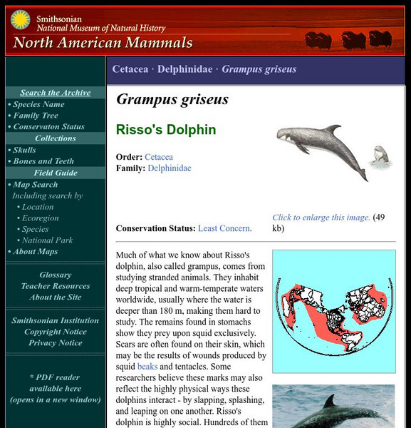 National Museum of Natural History: American Mammals: Risso's Dolphin Handout National Museum of Natural History: American Mammals: Risso's Dolphin Handout