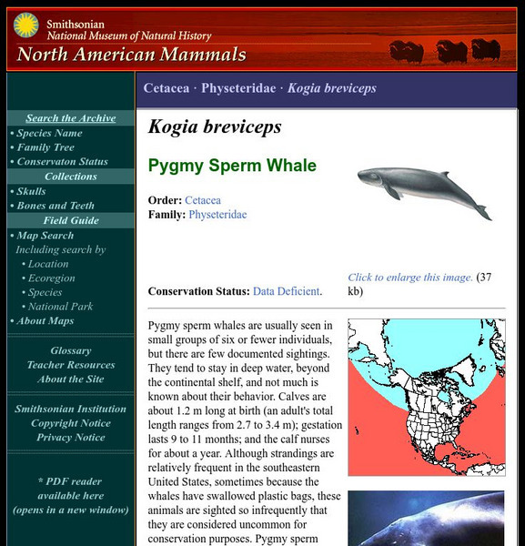 National Museum of Natural History: American Mammals: Pygmy Sperm Whale Handout National Museum of Natural History: American Mammals: Pygmy Sperm Whale Handout