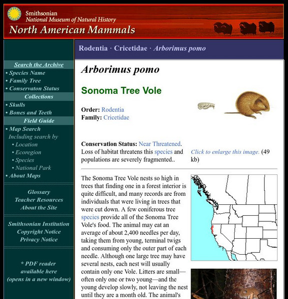 National Museum of Natural History: American Mammals: Sonoma Tree Vole Handout National Museum of Natural History: American Mammals: Sonoma Tree Vole Handout