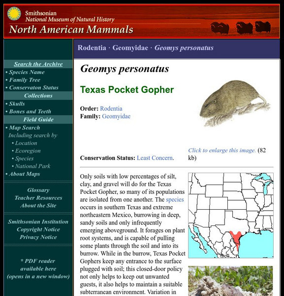 National Museum of Natural History: American Mammals: Texas Pocket Gopher Handout National Museum of Natural History: American Mammals: Texas Pocket Gopher Handout