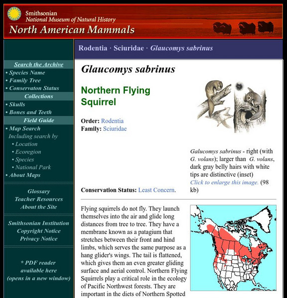 National Museum of Natural History: American Mammals: Northern Flying Squirrel Handout National Museum of Natural History: American Mammals: Northern Flying Squirrel Handout