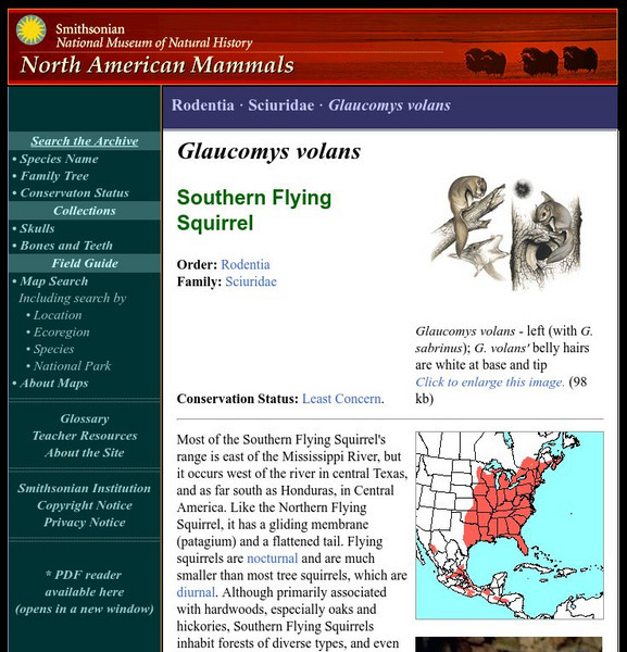 National Museum of Natural History: American Mammals: Southern Flying Squirrel Handout National Museum of Natural History: American Mammals: Southern Flying Squirrel Handout