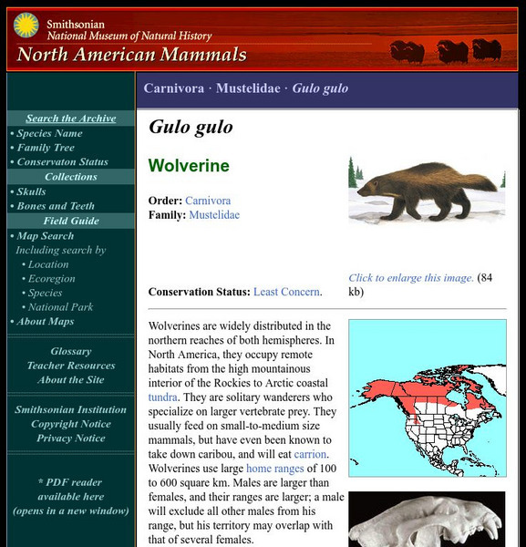 National Museum of Natural History: American Mammals: Wolverine Handout National Museum of Natural History: American Mammals: Wolverine Handout