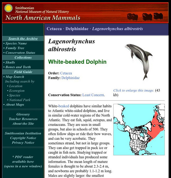 National Museum of Natural History: American Mammals: White Beaked Dolphin Handout National Museum of Natural History: American Mammals: White Beaked Dolphin Handout