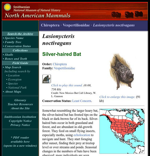 National Museum of Natural History: American Mammals: Silver Haired Bat Handout National Museum of Natural History: American Mammals: Silver Haired Bat Handout