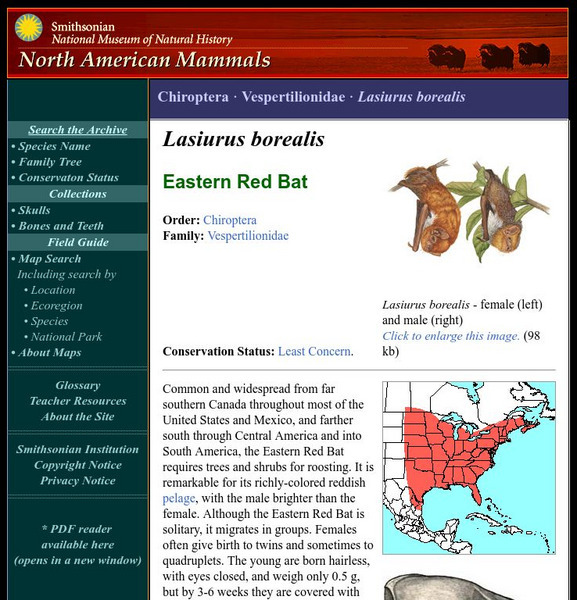 National Museum of Natural History: American Mammals: Eastern Red Bat Handout National Museum of Natural History: American Mammals: Eastern Red Bat Handout