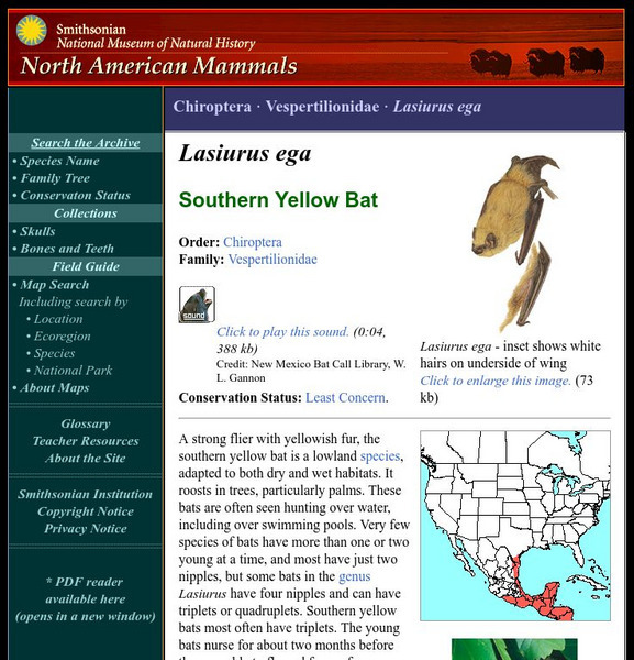National Museum of Natural History: American Mammals: Southern Yellow Bat Handout National Museum of Natural History: American Mammals: Southern Yellow Bat Handout
