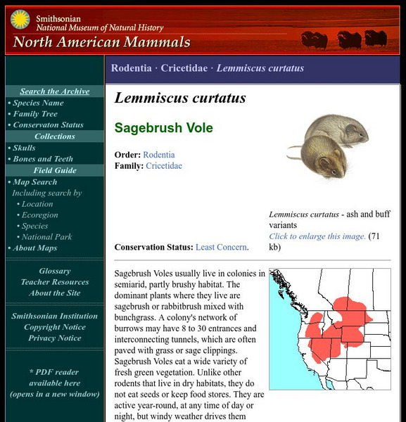 National Museum of Natural History: American Mammals: Sagebrush Vole Handout National Museum of Natural History: American Mammals: Sagebrush Vole Handout
