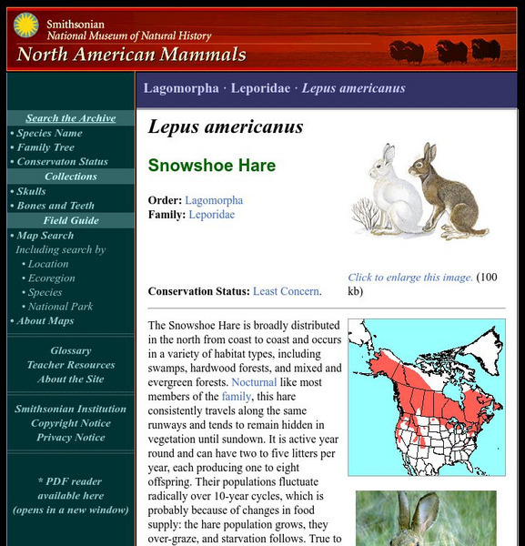 National Museum of Natural History: American Mammals: Snowshoe Hare Handout National Museum of Natural History: American Mammals: Snowshoe Hare Handout