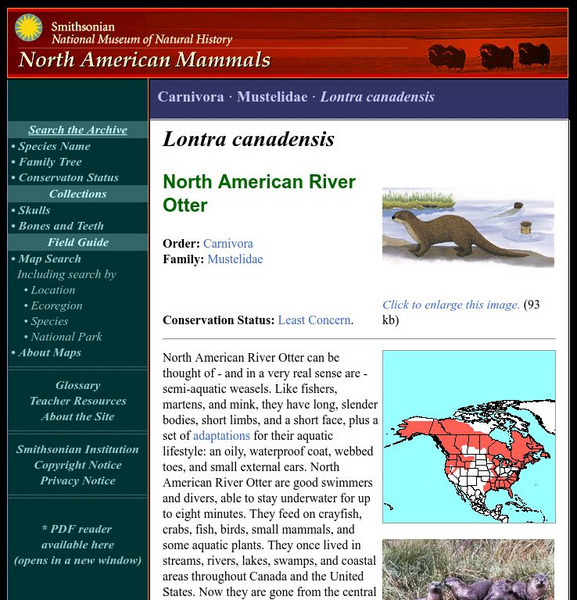 National Museum of Natural History: American Mammals: Northern River Otter Handout National Museum of Natural History: American Mammals: Northern River Otter Handout