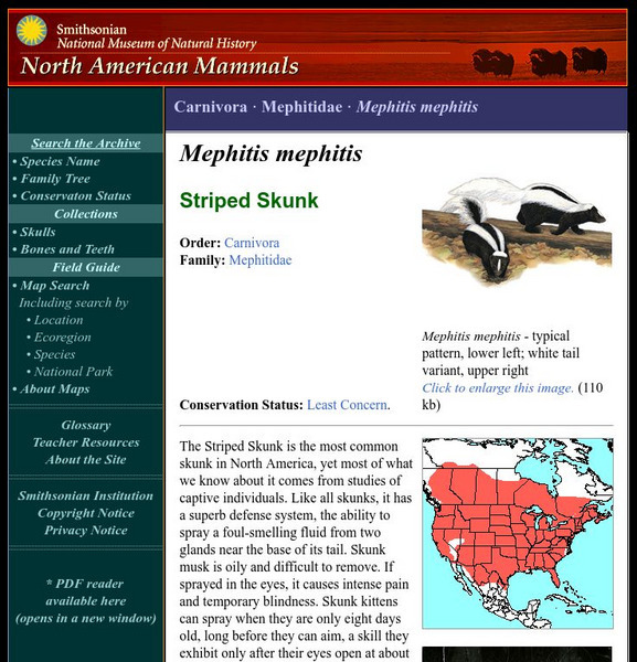 National Museum of Natural History: American Mammals: Striped Skunk Handout National Museum of Natural History: American Mammals: Striped Skunk Handout