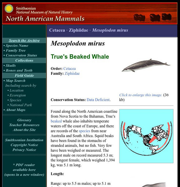 National Museum of Natural History: American Mammals: True's Beaked Whale Handout National Museum of Natural History: American Mammals: True's Beaked Whale Handout