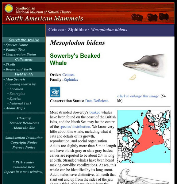 National Museum of Natural History: American Mammals: Sowerby's Beaked Whale Handout National Museum of Natural History: American Mammals: Sowerby's Beaked Whale Handout