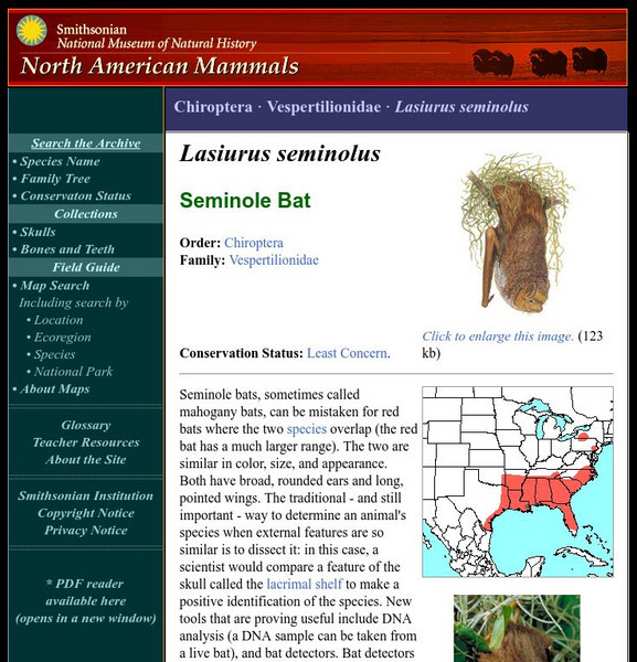 National Museum of Natural History: American Mammals: Seminole Bat Handout National Museum of Natural History: American Mammals: Seminole Bat Handout
