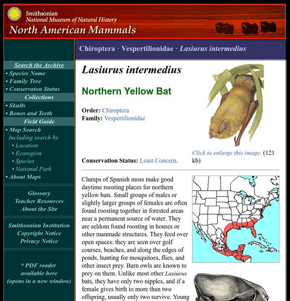 National Museum of Natural History: American Mammals: Northern Yellow Bat Handout National Museum of Natural History: American Mammals: Northern Yellow Bat Handout