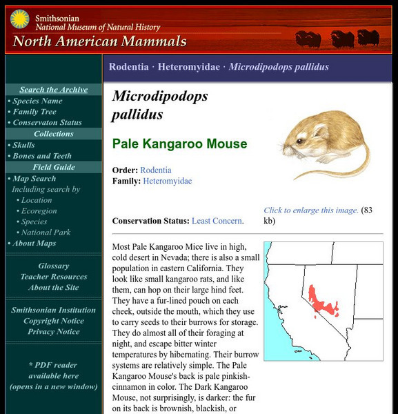 National Museum of Natural History: American Mammals: Pale Kangaroo Mouse Handout National Museum of Natural History: American Mammals: Pale Kangaroo Mouse Handout