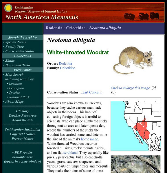 National Museum of Natural History: American Mammals: White Throated Woodrat Handout National Museum of Natural History: American Mammals: White Throated Woodrat Handout