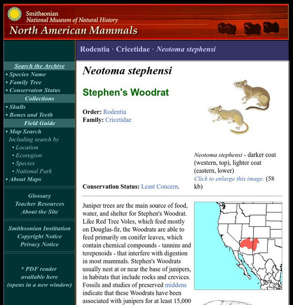 National Museum of Natural History: American Mammals: Stephen's Woodrat Handout National Museum of Natural History: American Mammals: Stephen's Woodrat Handout