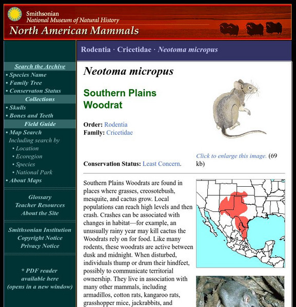 National Museum of Natural History: American Mammals: Southern Plains Woodrat Handout National Museum of Natural History: American Mammals: Southern Plains Woodrat Handout