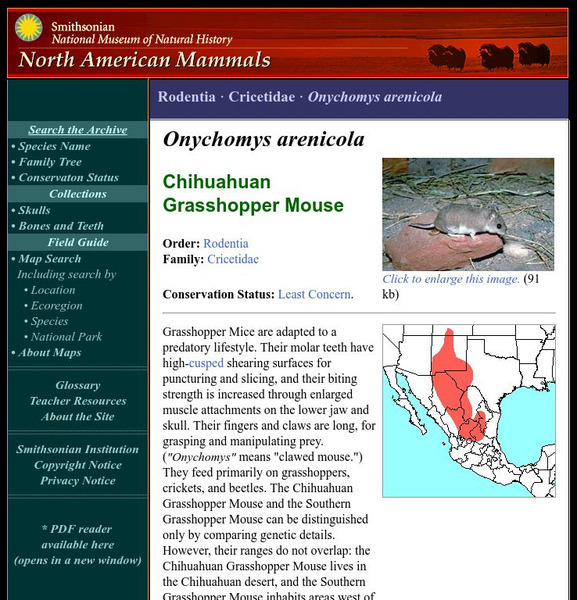 National Museum of Natural History: American Mammals: Mearn's Grasshopper Mouse Handout National Museum of Natural History: American Mammals: Mearn's Grasshopper Mouse Handout