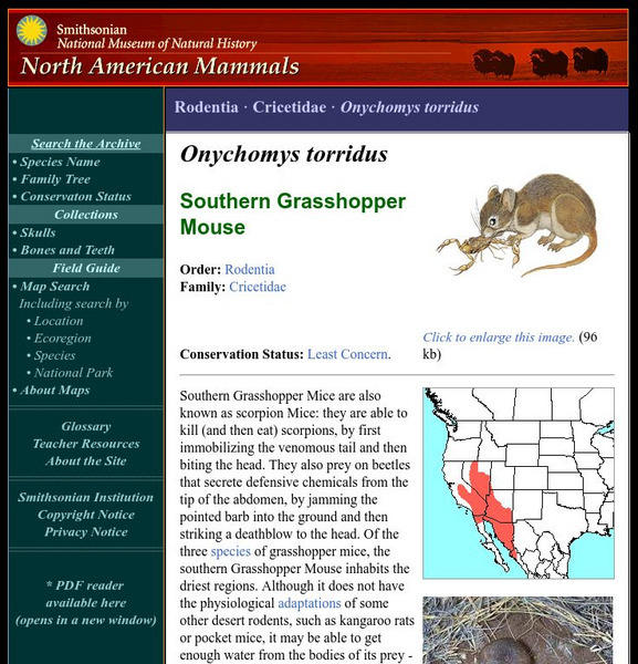 National Museum of Natural History: American Mammals: Southern Grasshopper Mouse Handout National Museum of Natural History: American Mammals: Southern Grasshopper Mouse Handout