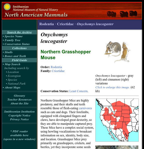 National Museum of Natural History: American Mammals: Northern Grasshopper Mouse Handout National Museum of Natural History: American Mammals: Northern Grasshopper Mouse Handout