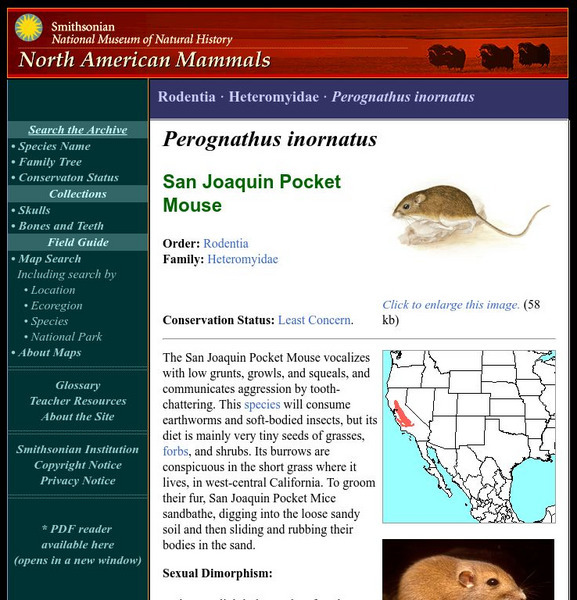 National Museum of Natural History: American Mammals: San Joaquin Pocket Mouse Handout National Museum of Natural History: American Mammals: San Joaquin Pocket Mouse Handout