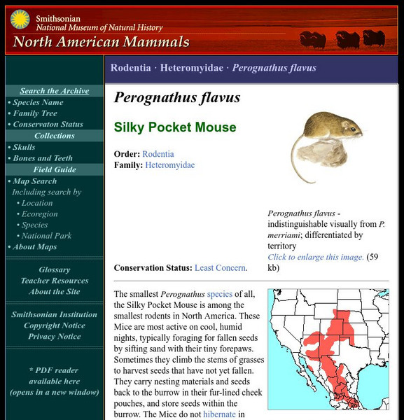 National Museum of Natural History: American Mammals: Silky Pocket Mouse Handout National Museum of Natural History: American Mammals: Silky Pocket Mouse Handout