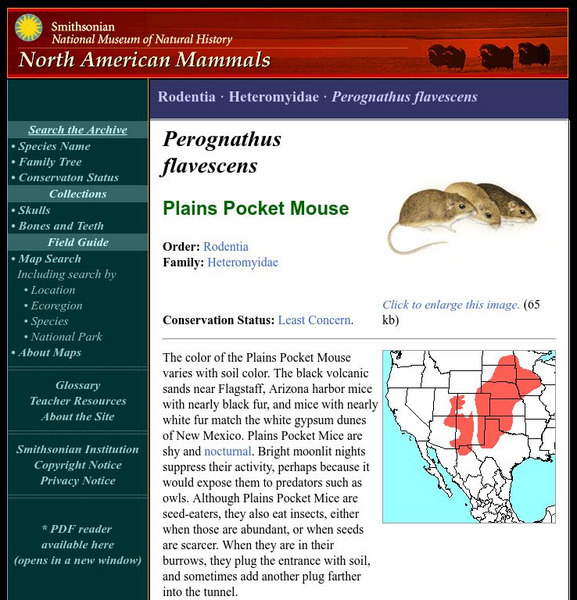 National Museum of Natural History: American Mammals: Plains Pocket Mouse Handout National Museum of Natural History: American Mammals: Plains Pocket Mouse Handout